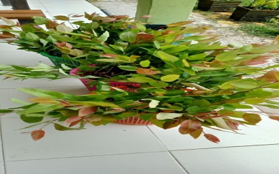 Penanaman Eucalyptus spp. dari PT Arara Abadi (R&D)